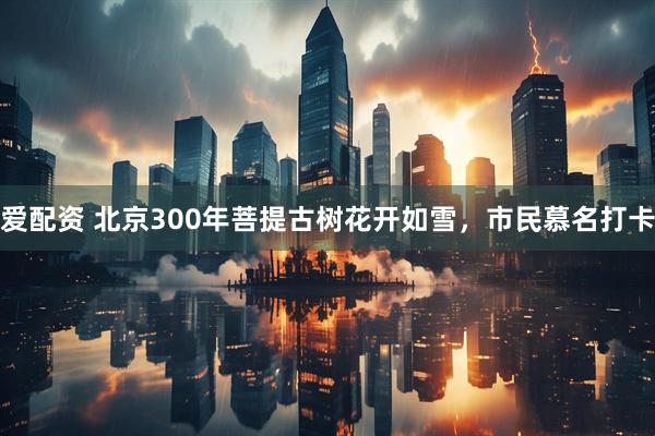 爱配资 北京300年菩提古树花开如雪，市民慕名打卡